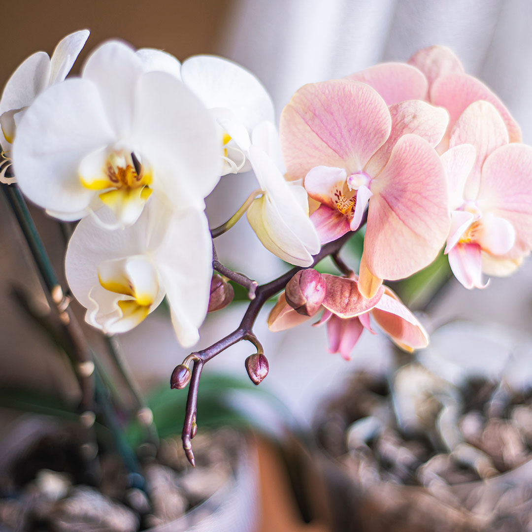 fiori orchidea rosa e bianca